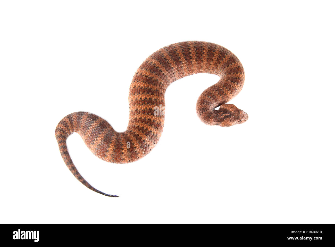 Death Adder photographié dans un studio Banque D'Images