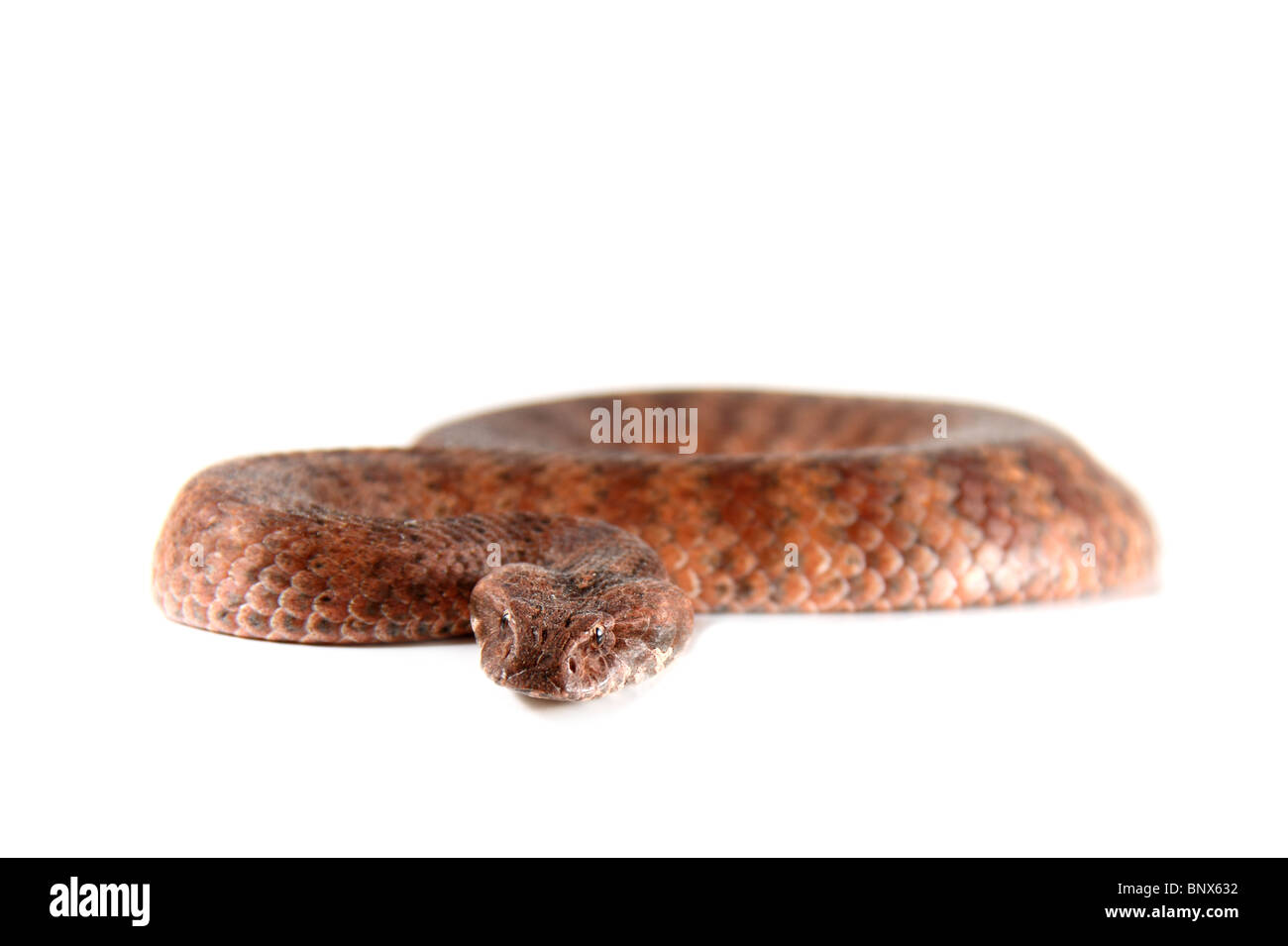 Death Adder photographié dans un studio Banque D'Images