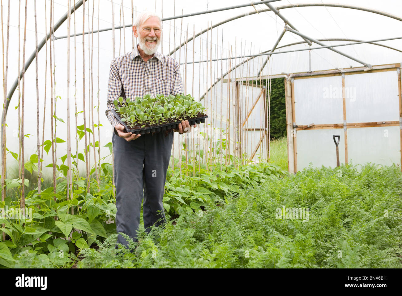 Organic Farmer Holding Tray of plants in Greenhouse Banque D'Images