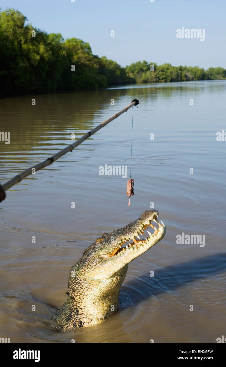 Saltwater crocodile saute pour se balançant de la viande pendant un crocodile croisière sur l'Adelaide River, Territoire du Nord, Australie. Banque D'Images
