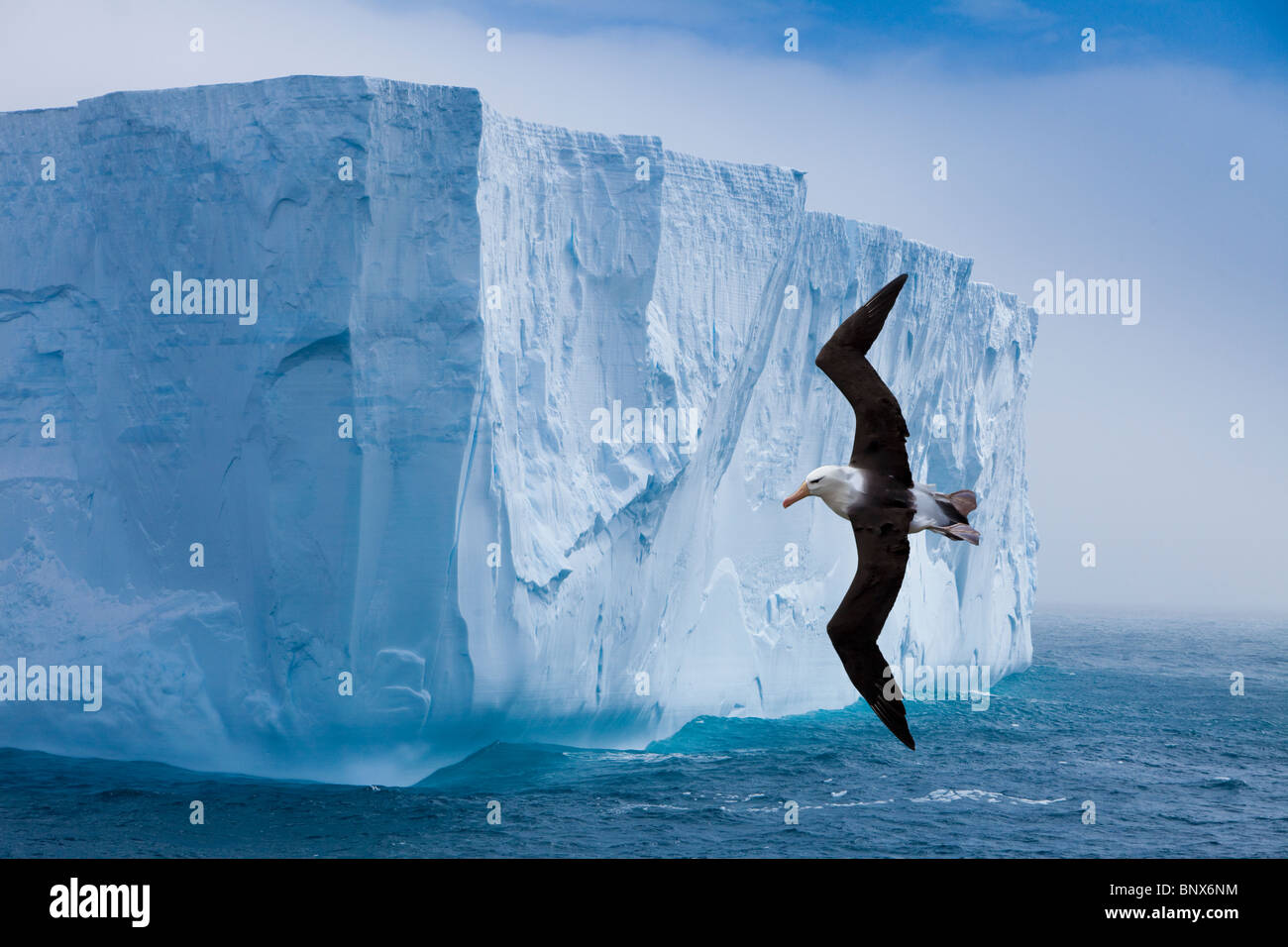 Albatros à sourcils noirs battant iceberg passé, l'Antarctique Banque D'Images