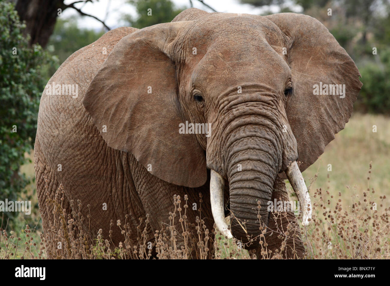 L'éléphant africain (Loxodonta africana), Parc national de Tarangire, Tanzanie Banque D'Images