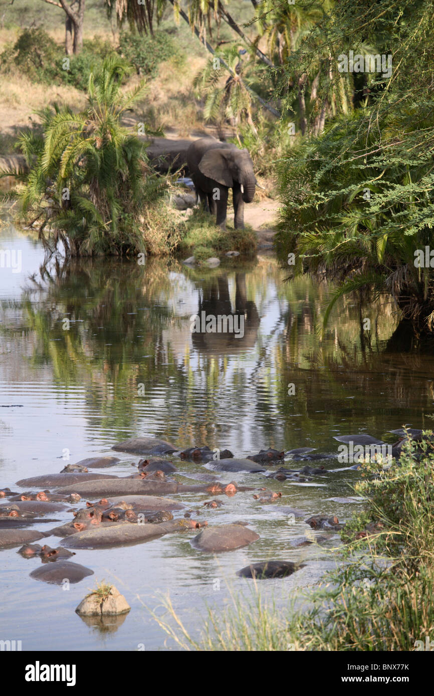 Hippopotame (Hippopotamus amphibius) submergé dans l'eau, le Parc National du Serengeti, Tanzanie Banque D'Images
