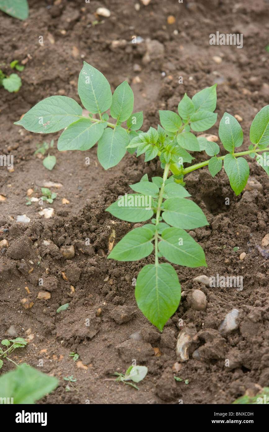 Des pommes de terre génétiquement modifiées à Norfolk, Angleterre Banque D'Images