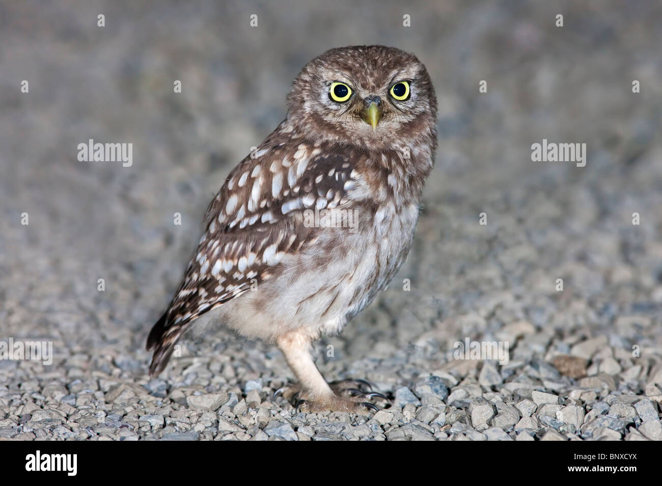 Petit Hibou jeune debout sur une piste de gravier. Banque D'Images