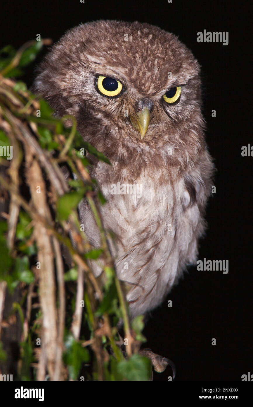 Petit Hibou dans l'obscurité naissante sur le site de derrière Ivy qui surveillent leurs proies ci-dessous. Banque D'Images