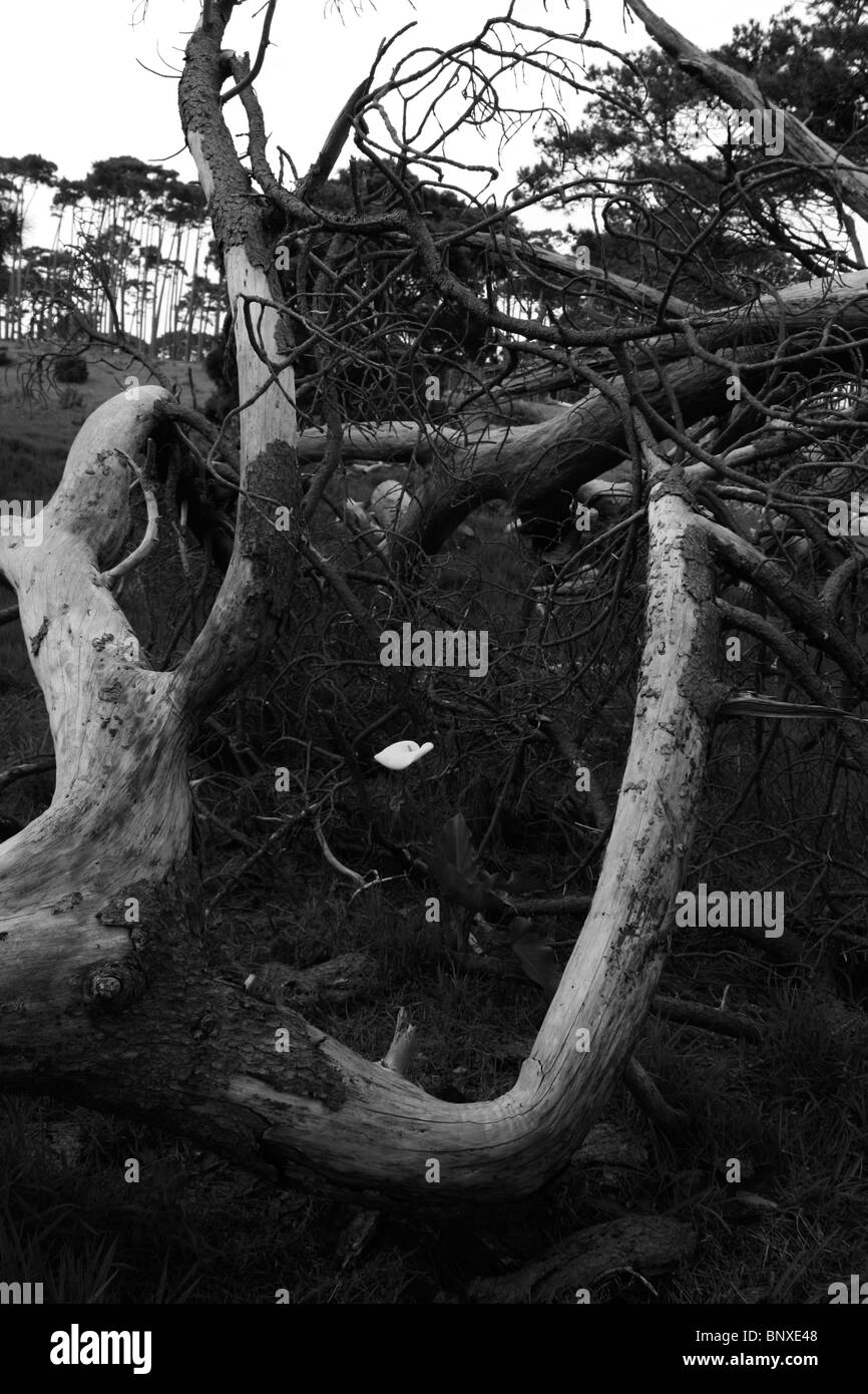 White Lilly entre arbre tombé. Banque D'Images