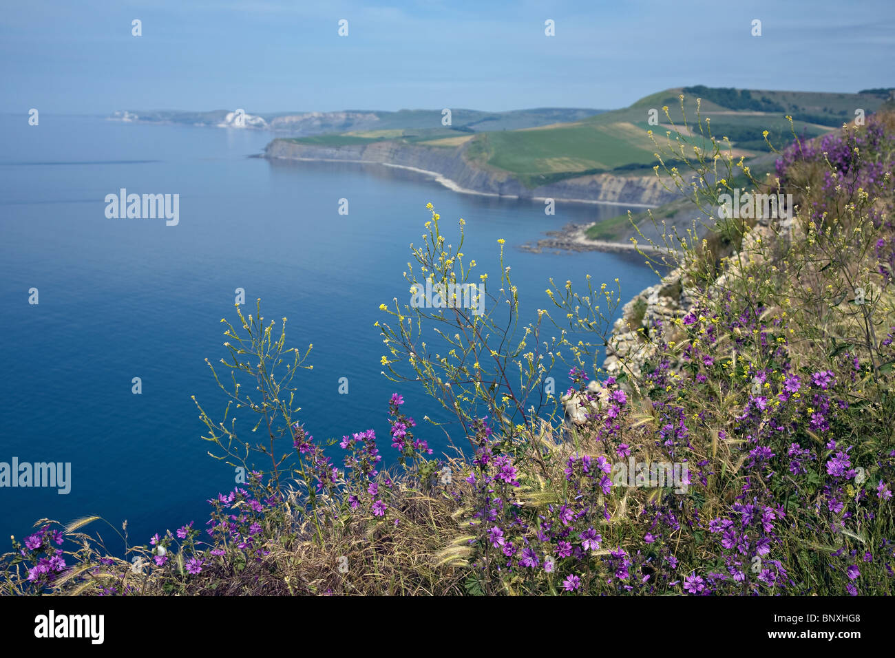 Vue de la côte jurassique collines de Purbeck Banque D'Images