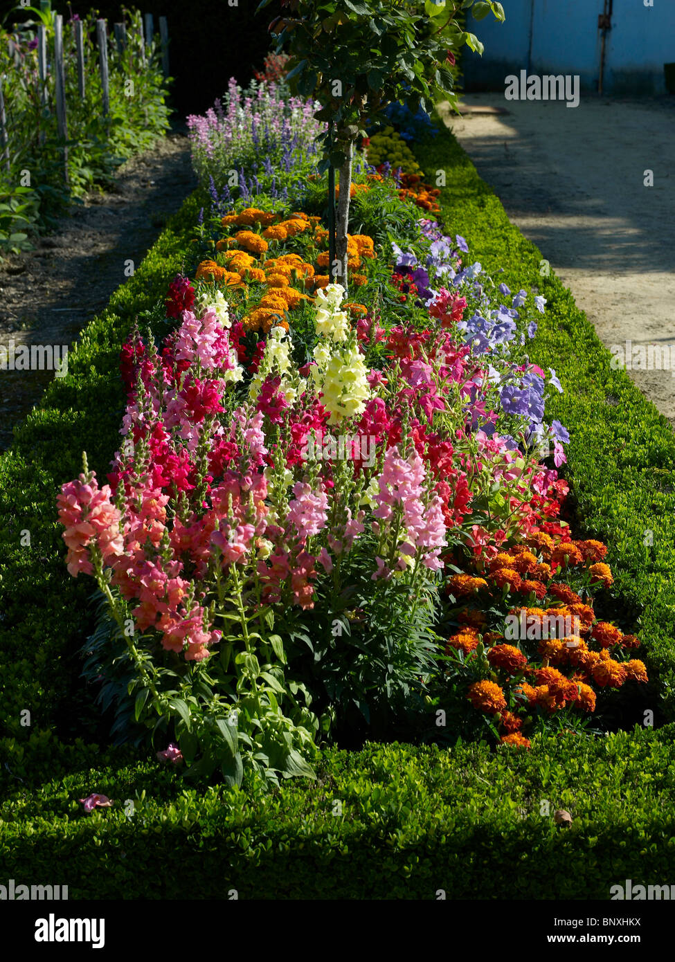 Dans la frontière mixte coloré jardin fleuri de Bouges Banque D'Images