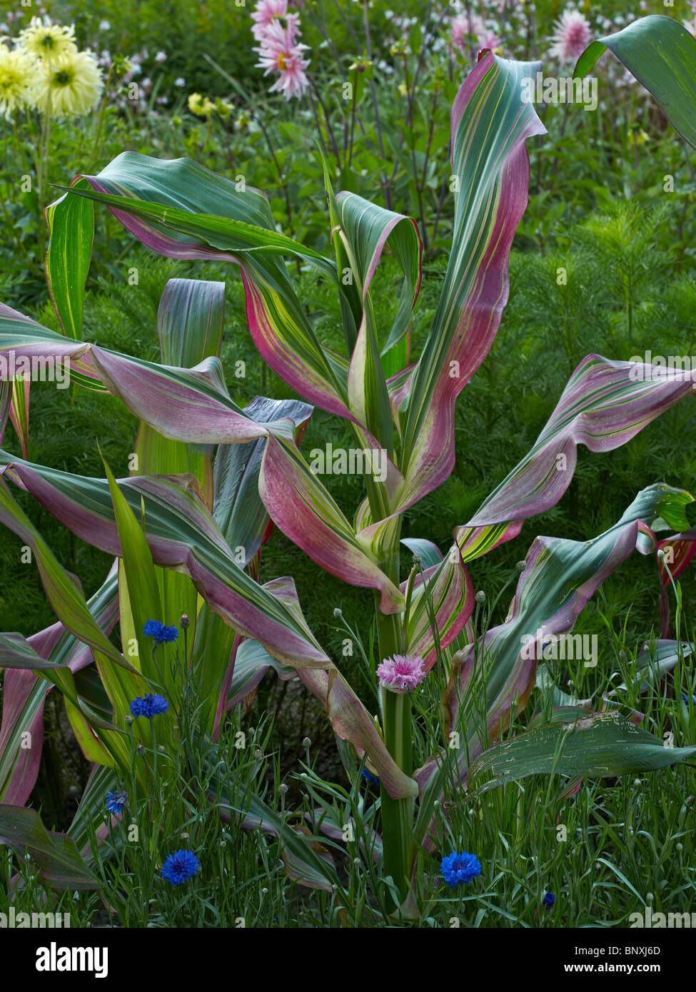 Un close up détails de Zea mays ornementales dans le jardin fleuri de Bouges Banque D'Images