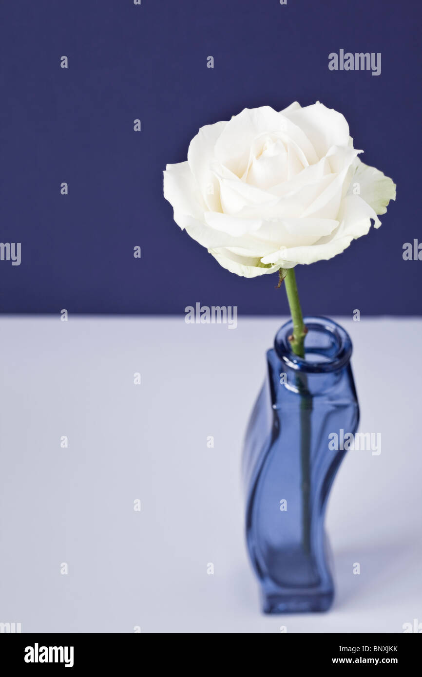 Rose blanche dans un vase bleu Banque D'Images