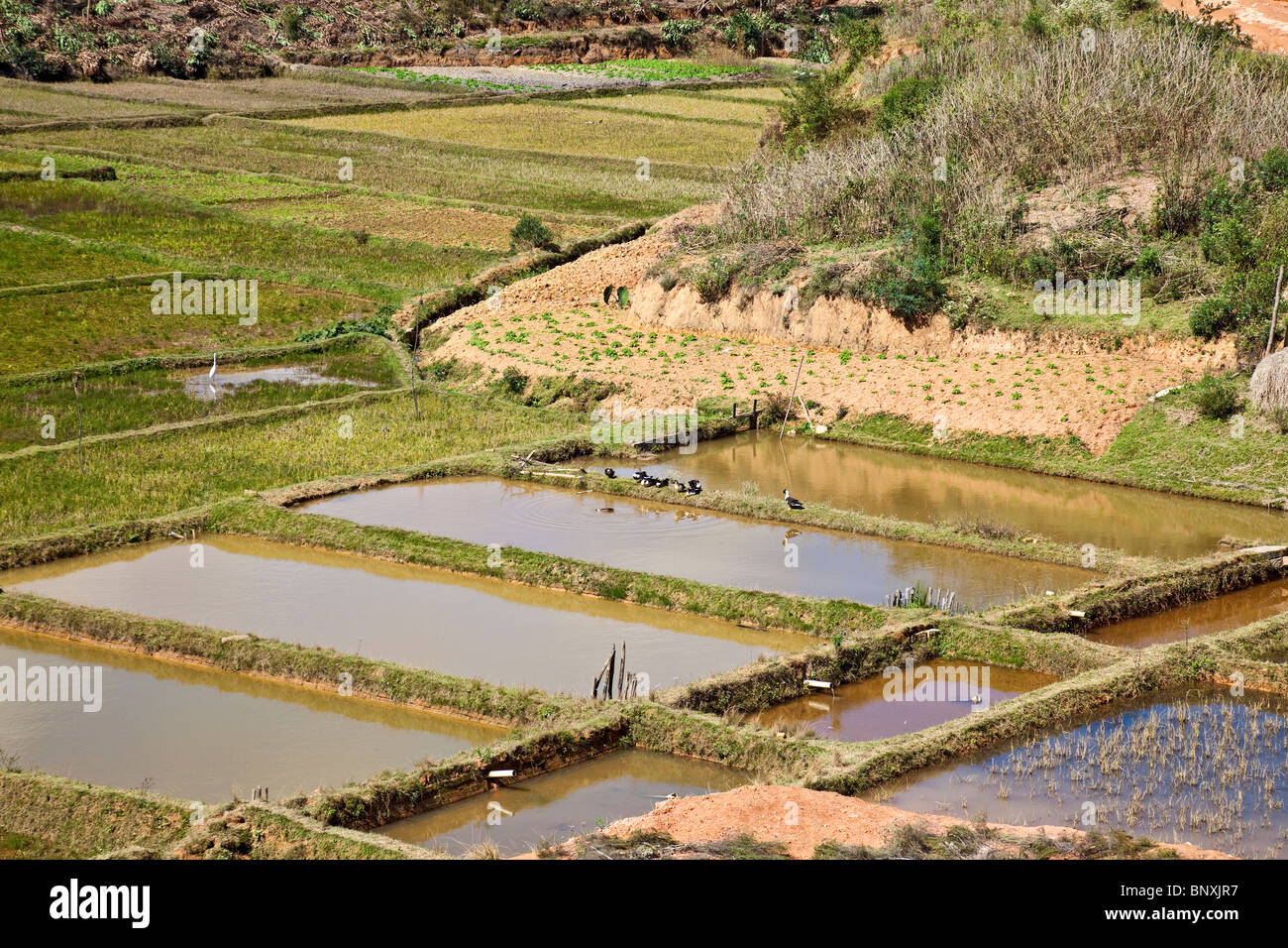 Scène d'agriculture traditionnelle dans le centre de Madagascar, avec des légumes poussant dans les terrasses au-dessus de l'paddyfields et canards entre les rizières. Banque D'Images