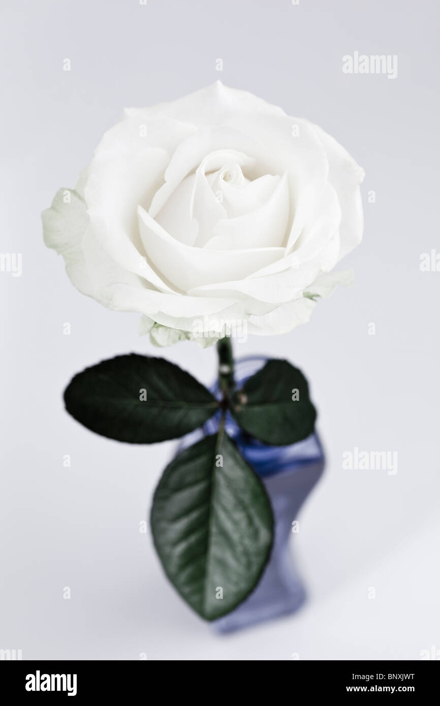 Seule Rose blanche sur fond blanc Banque D'Images