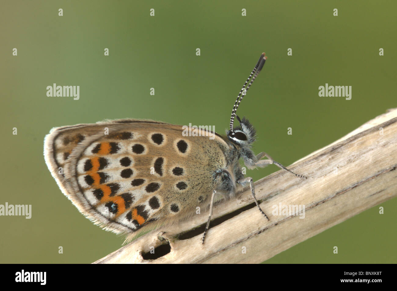 Femme Papillon Bleu constellé d'argent (Plebejus Argus) sur les directions de la tige, Heath Shropshire juin 2010. Banque D'Images