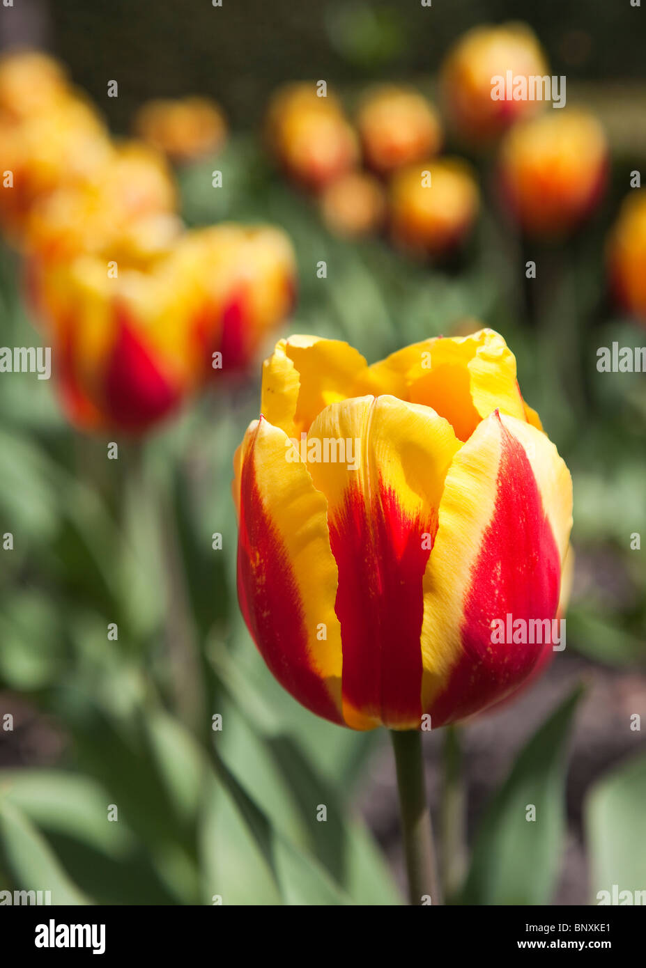 Tulipes rouges et jaunes en bordure de jardin England UK Banque D'Images