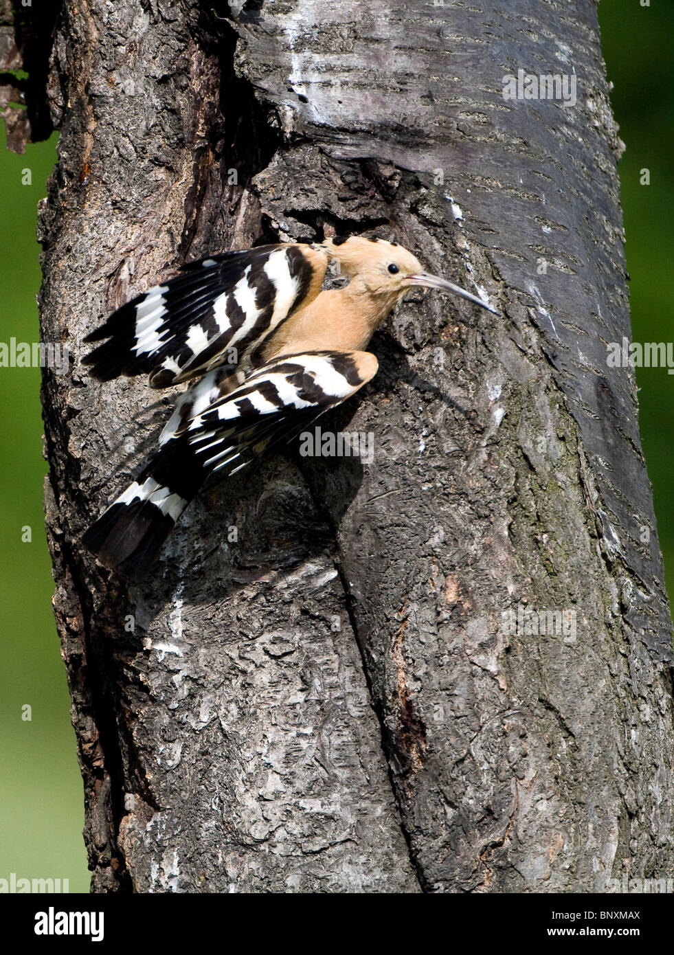 Huppe fasciée (Upua epops) sur l'arbre par trou de nidification Banque D'Images