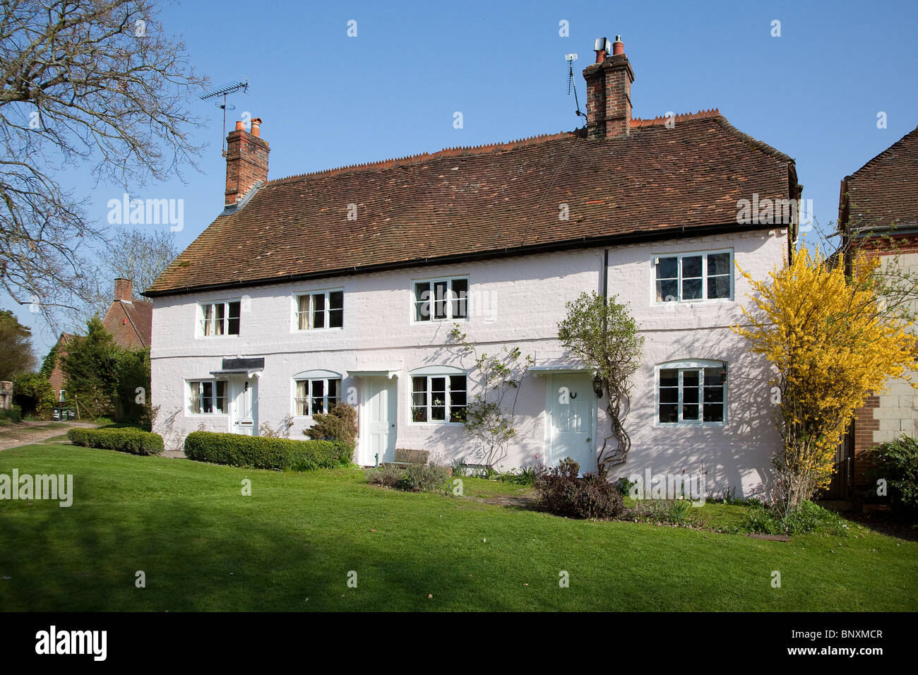 Cottage construit en pente dans le village de Selborne avec forsythia bush Hampshire England UK Banque D'Images