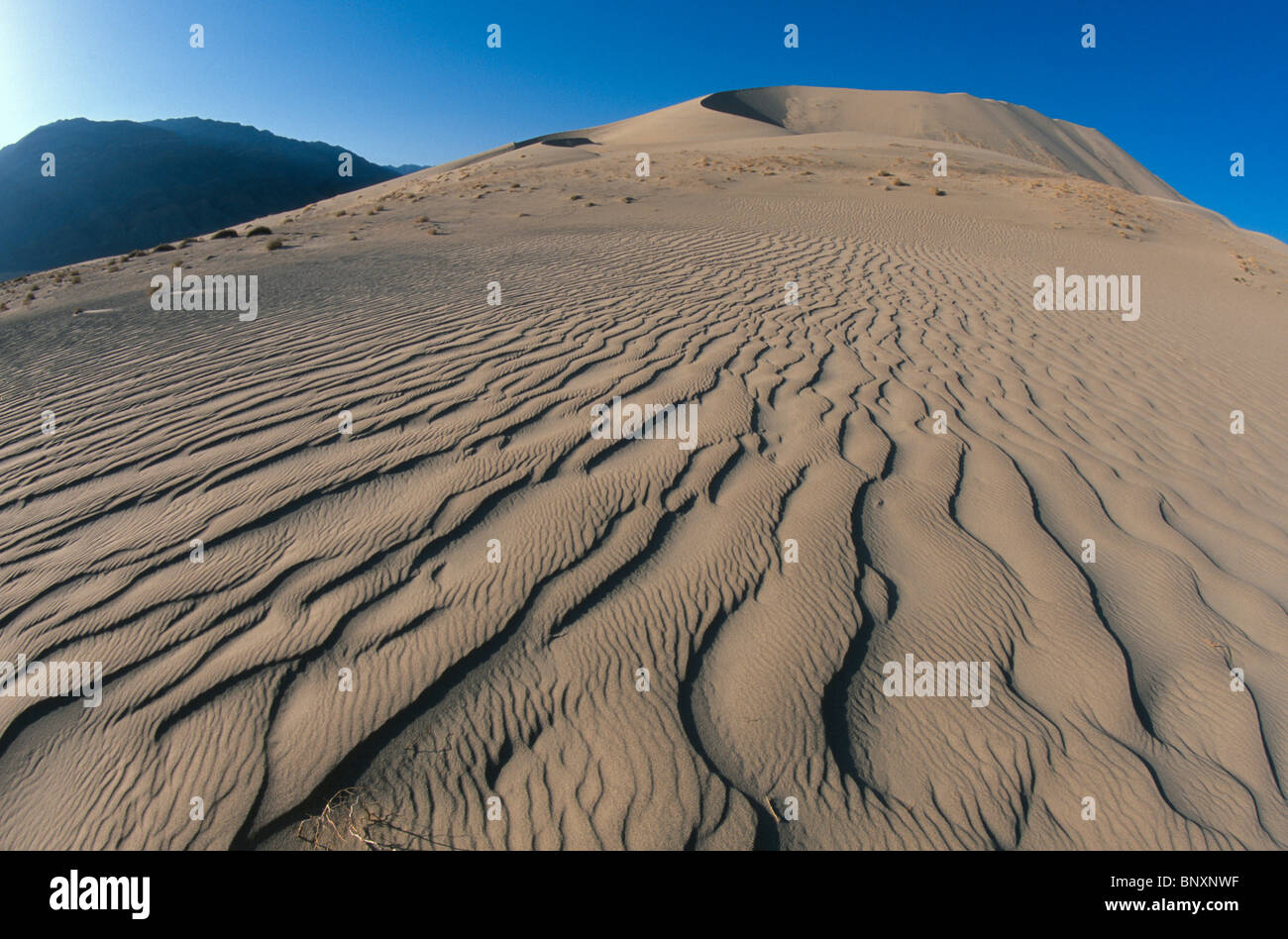 Les ondulations du vent sur les dunes de sable d'Eureka, la Death Valley, Californie, USA. Banque D'Images