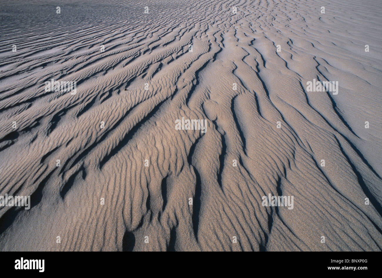 Détail de vent ondulations sur Eureka dunes de sable, la Death Valley, Californie, USA. Banque D'Images