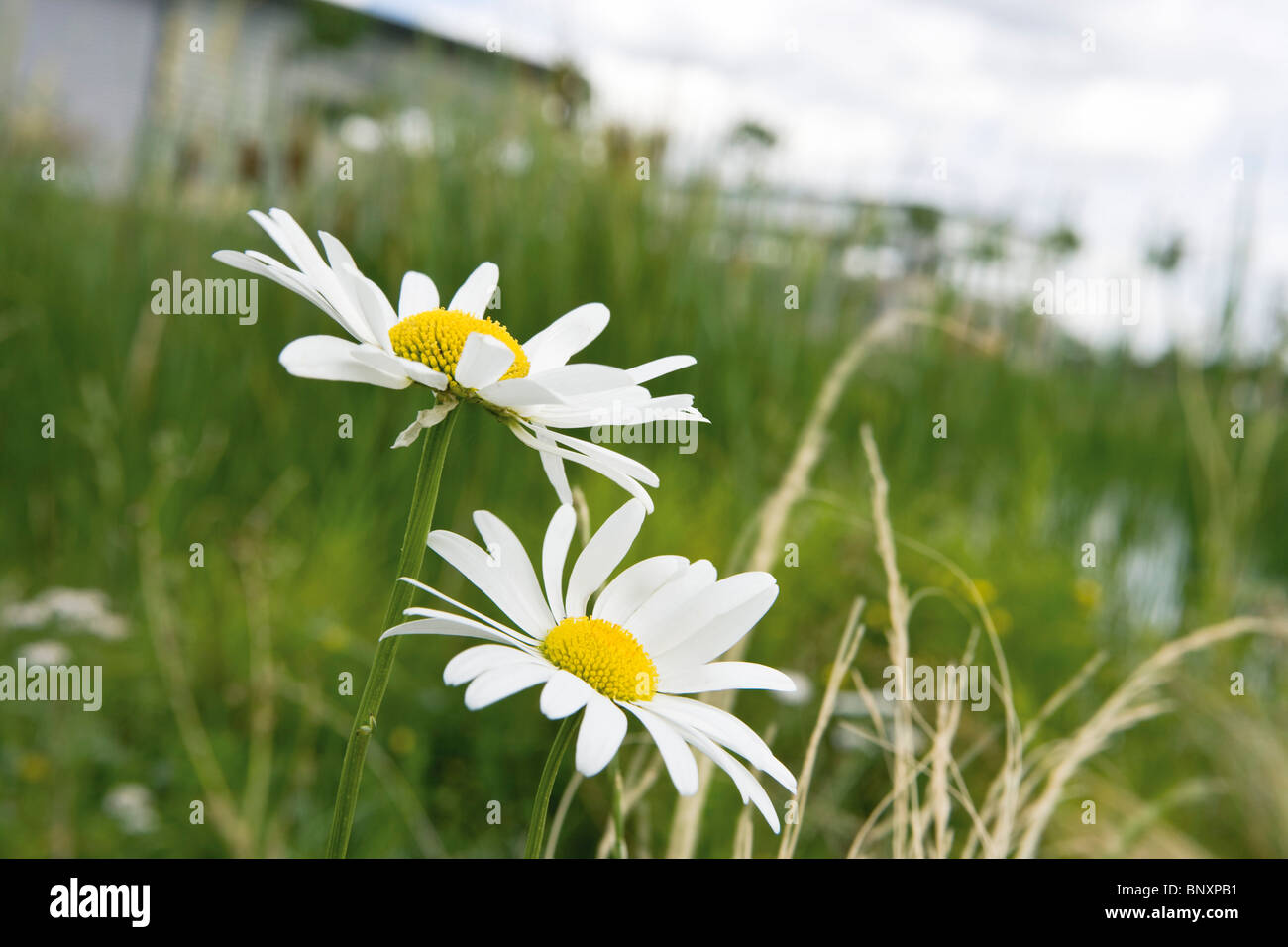 Les marguerites sauvages in grassy field Banque D'Images