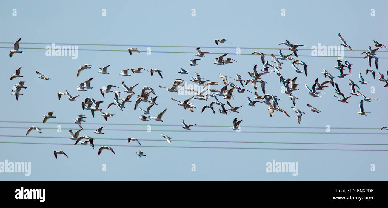 À tête noire, Larus ridibundus dans l'avion. Banque D'Images