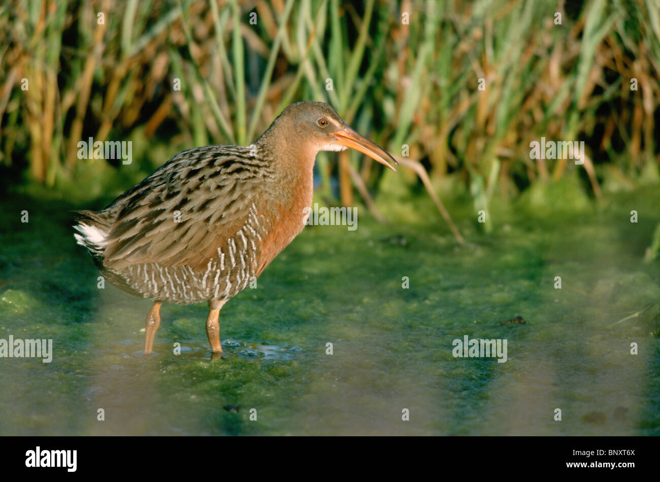 Ridgway's Rail Rallus obsoletus San Diego, Californie, USA Mars adultes Rallidae Banque D'Images