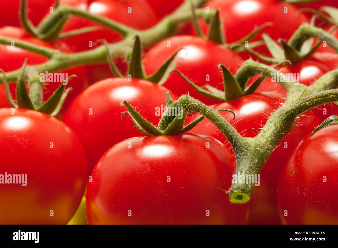 Tomates de vigne Banque D'Images