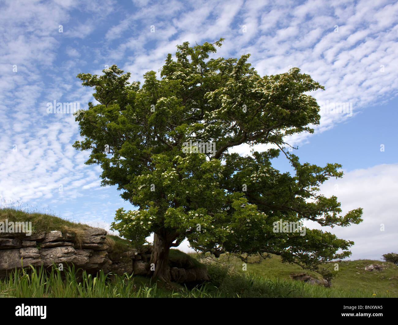 Aubépine balayées par arbre avec des fleurs blanches sur fond de ciel bleu sur l'île de Skye Banque D'Images