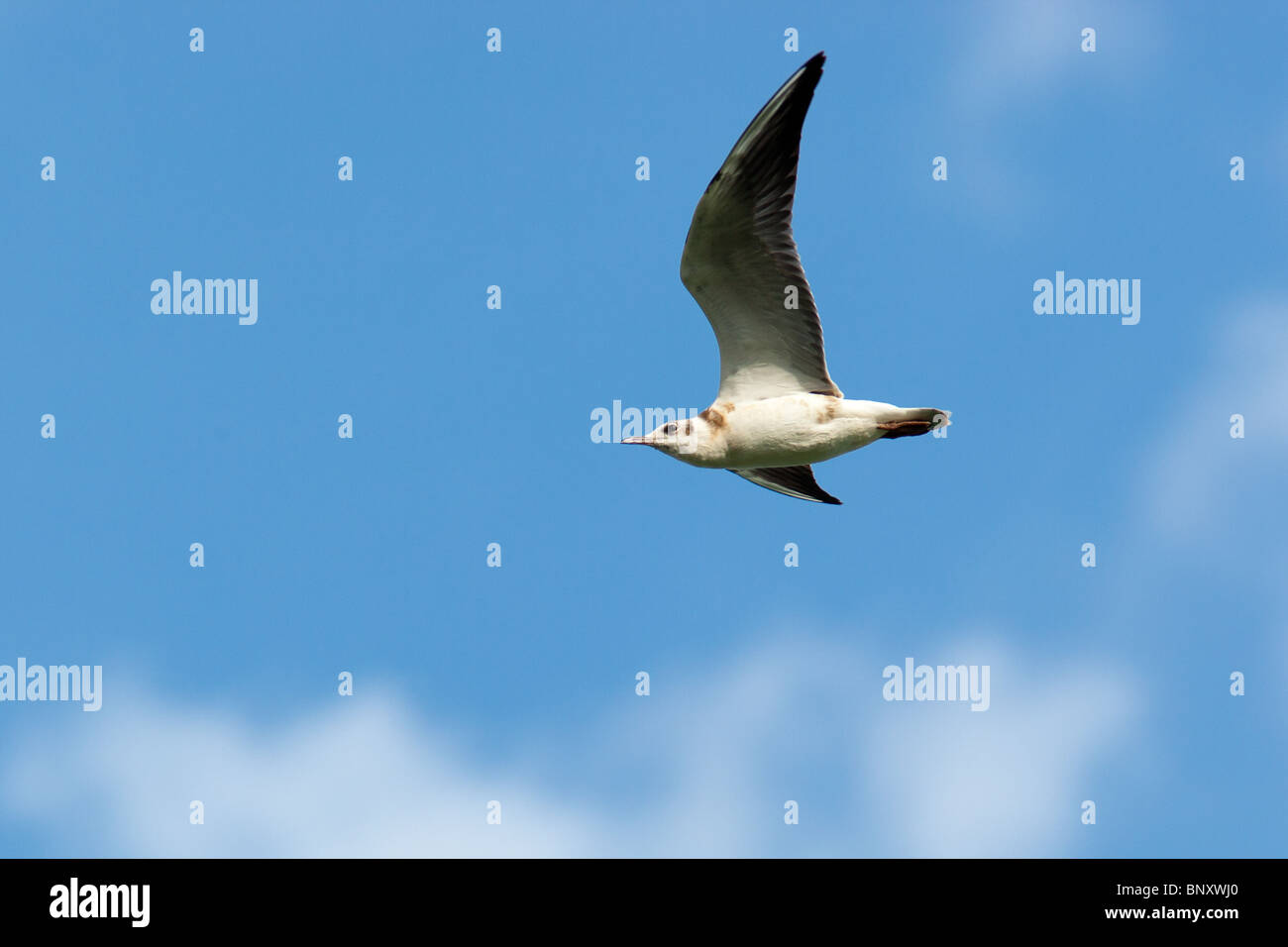 À tête noire, Larus ridibundus dans l'avion. Banque D'Images