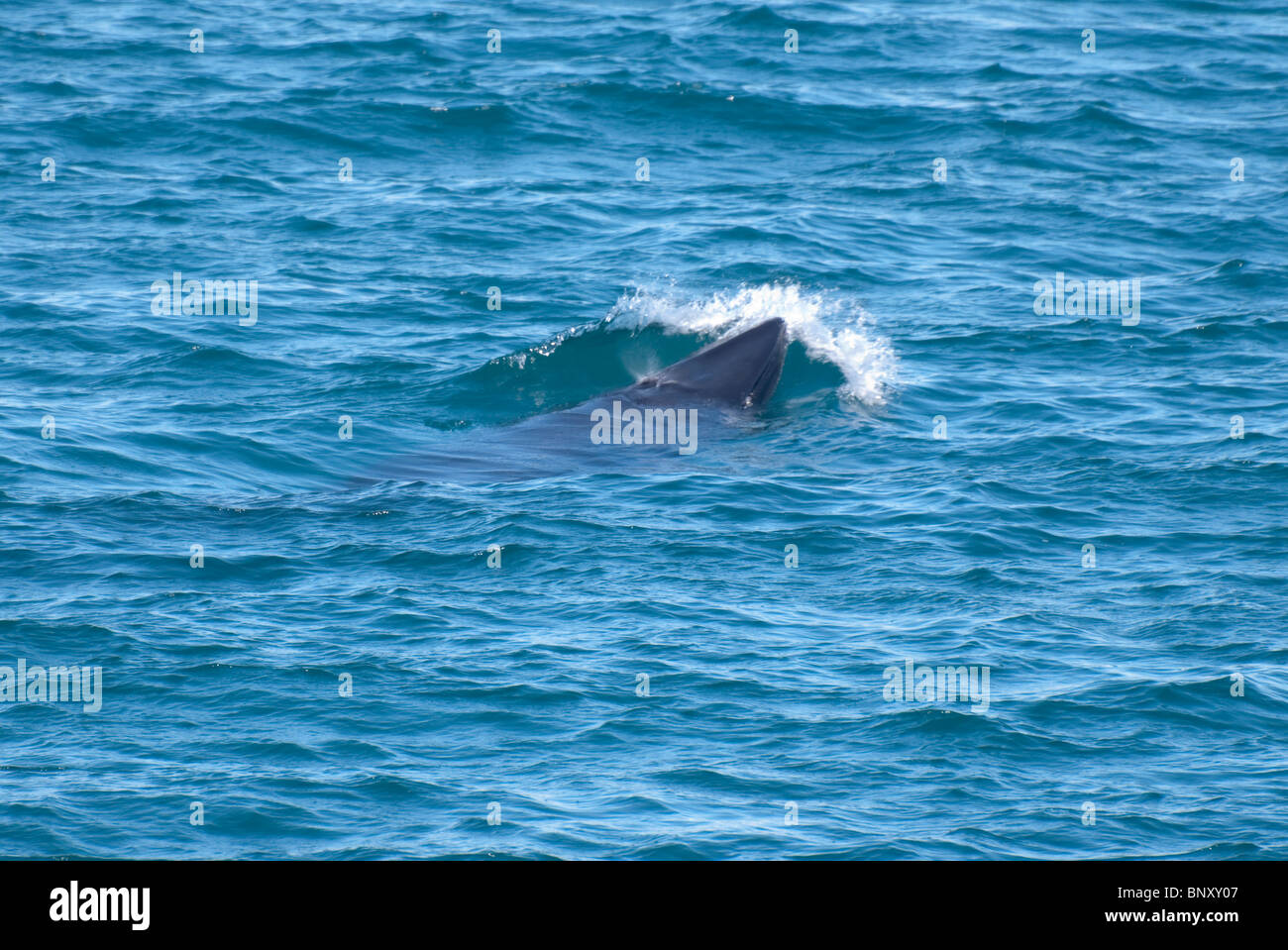 Le nord du Petit Rorqual (Balaenoptera acutorostrata) Baie Faxafloi, Reykjavik, Islande Banque D'Images