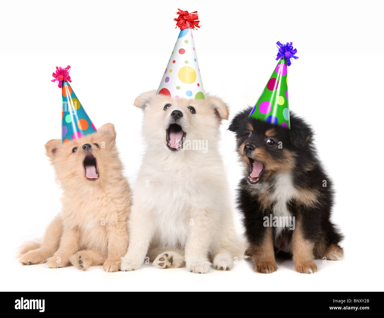 Anniversaire de chien Banque d'images détourées - Alamy