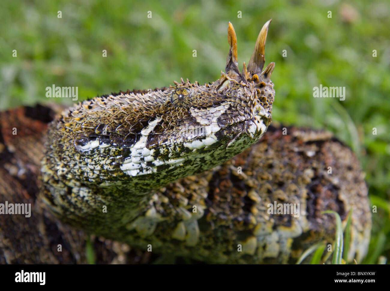 Portrait de la vipère de rhinocéros (Bitis nasicornis), ouest du Kenya. Banque D'Images