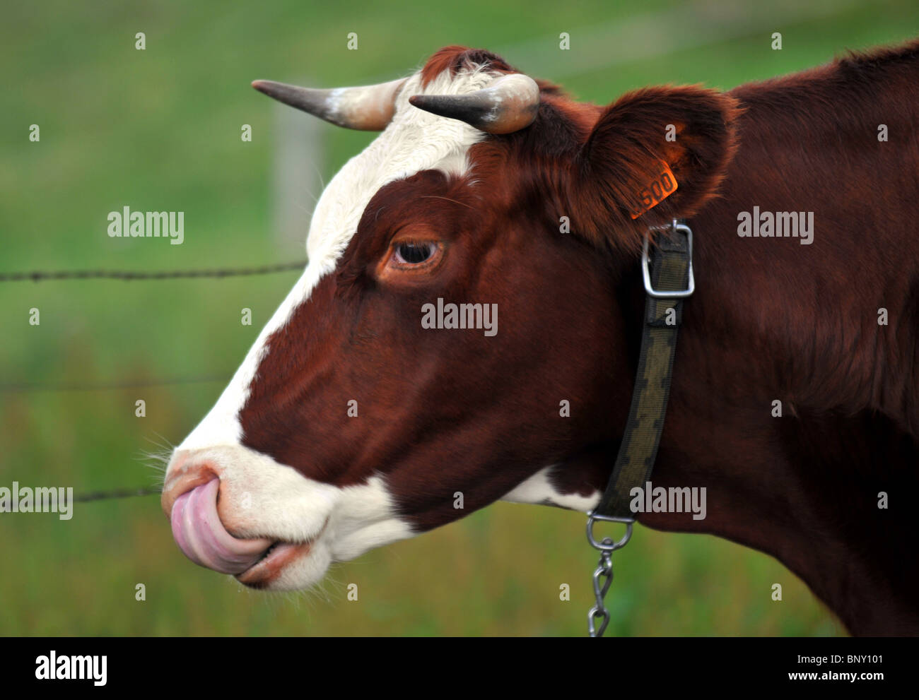 Vache, vache tête Banque D'Images