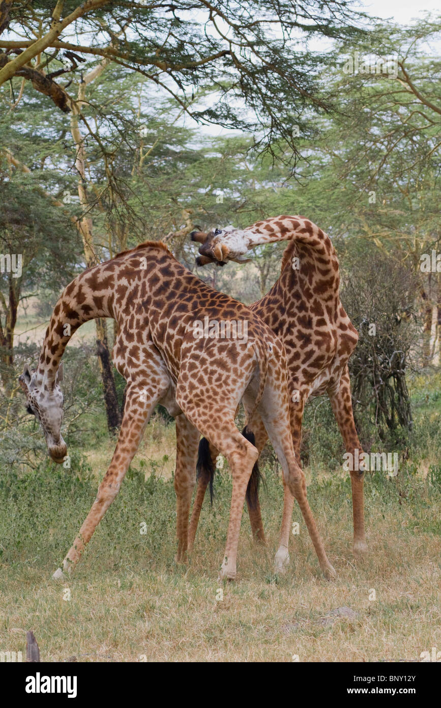 Girafes jouant, centre du Kenya. Banque D'Images