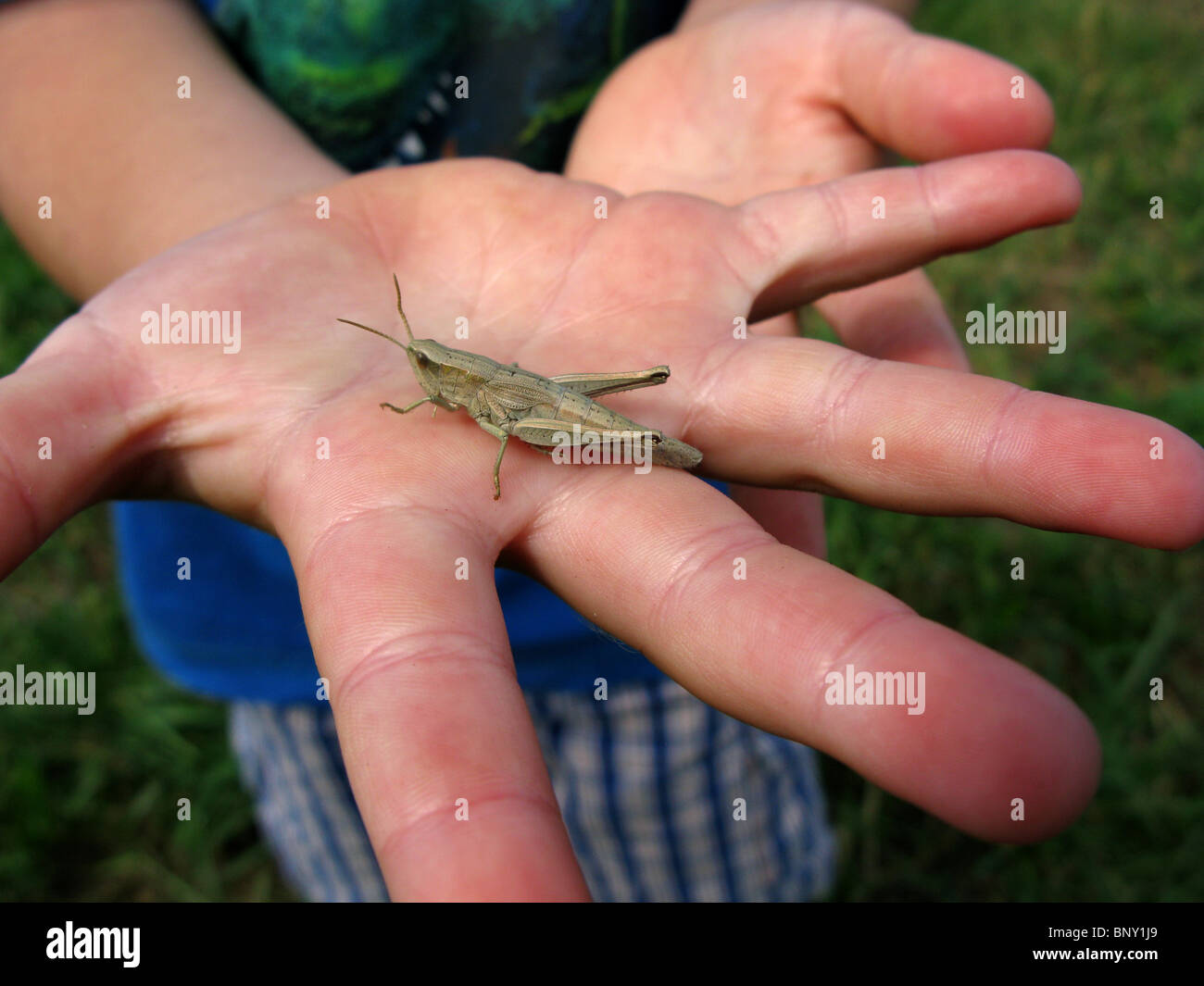 Boy holding une sauterelle Banque D'Images