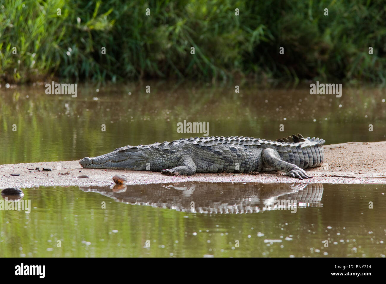 Crocodile du Nil, Crocodylus niloticus, reposant sur banc, Kruger National Park, Afrique du Sud Banque D'Images