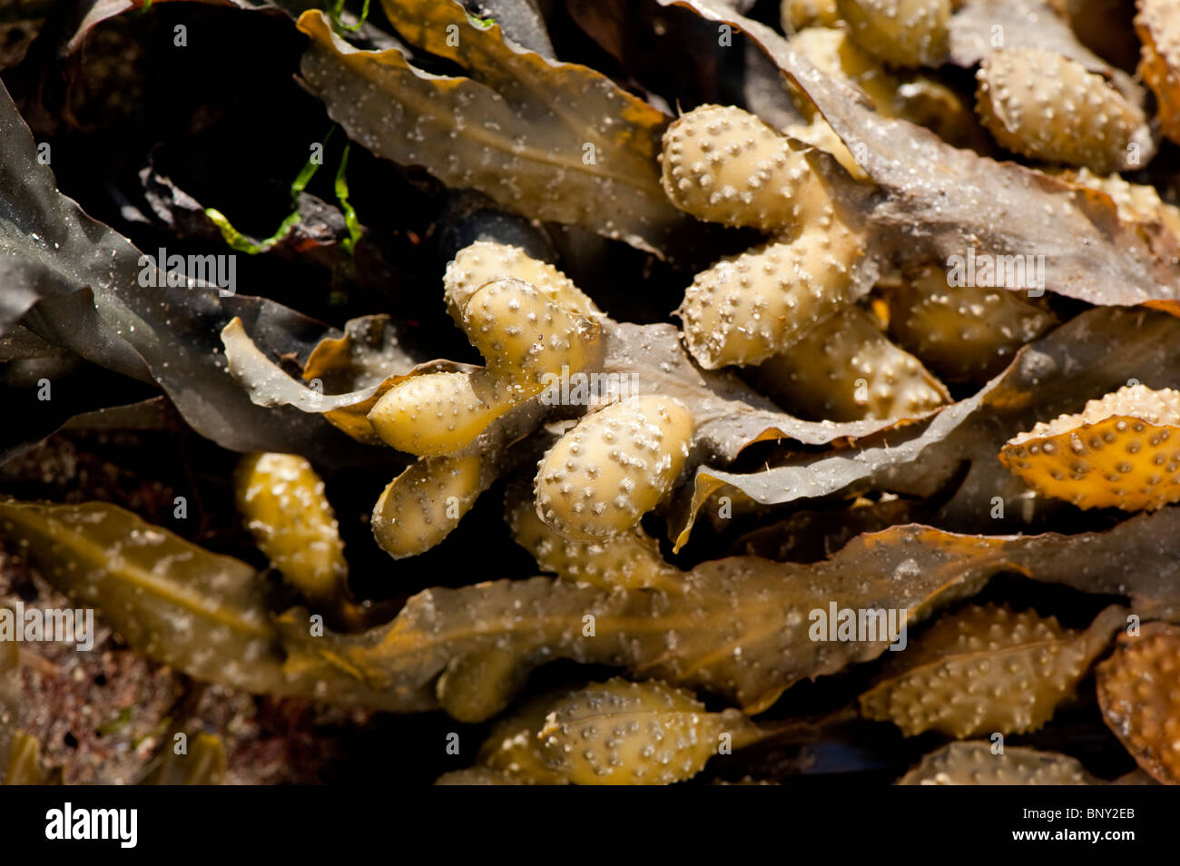 Algues fucus vésiculeux ( Fucus vesiculosus ) Banque D'Images