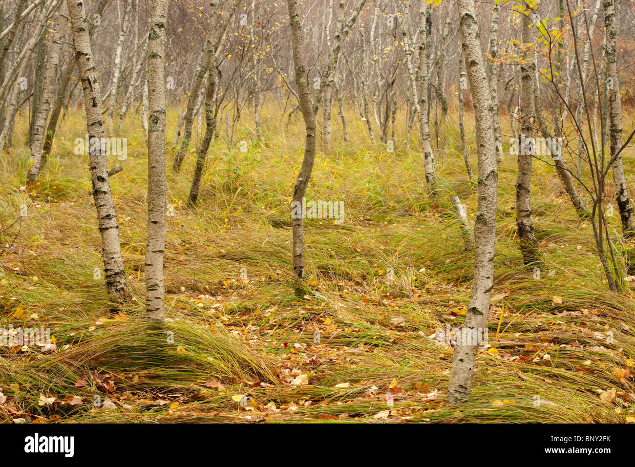 Arbres de bouleau à papier, Sieur de Monts, l'Acadia National Park, Maine, USA Banque D'Images