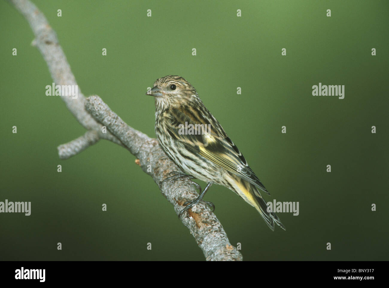 Tarin des pins Banque D'Images