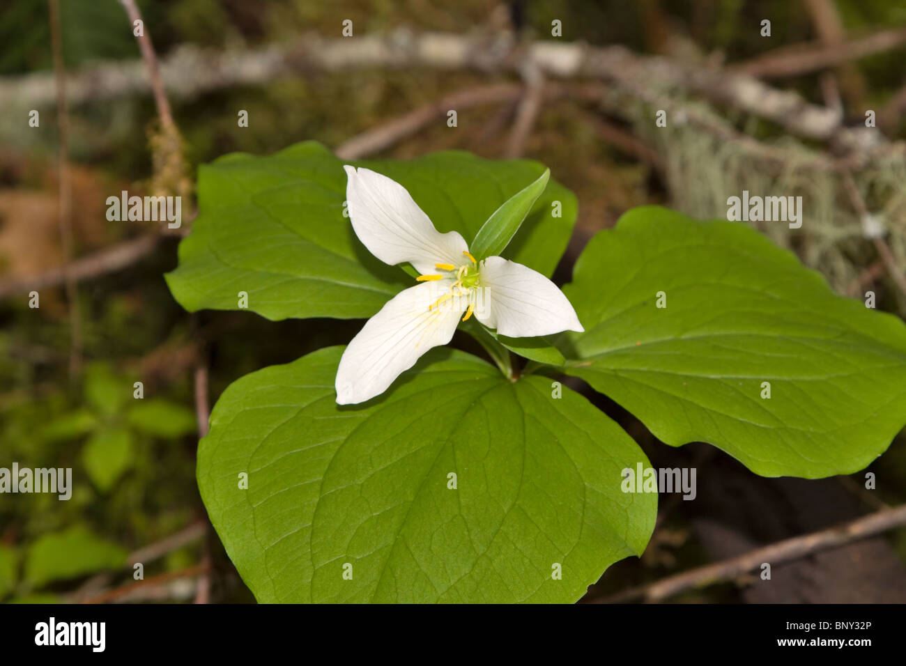 Service de l'Ouest Robin, Trillium ovatum. Une fleur sauvage trouvés sur le sol de la forêt dans le Pacifique Nord-Ouest des Etats-Unis et Canada Banque D'Images
