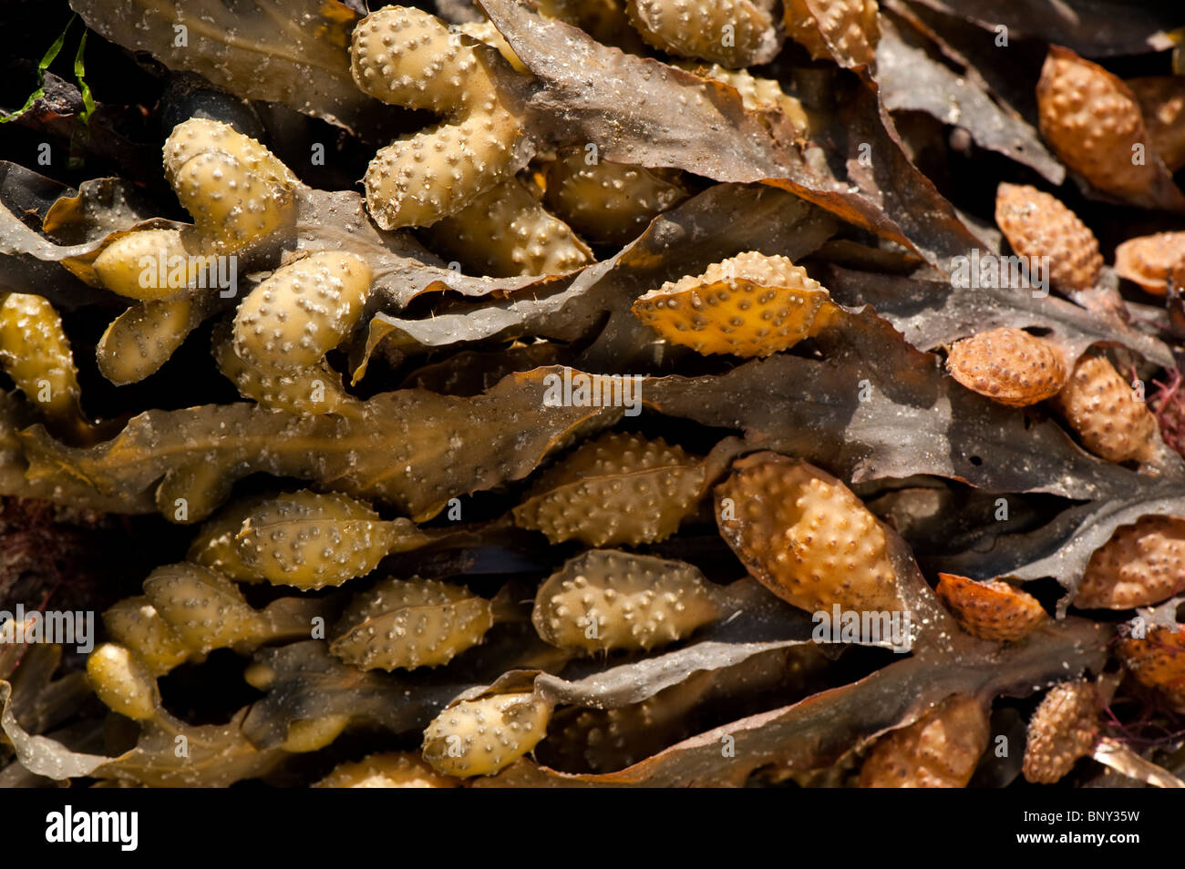 Algues fucus vésiculeux ( Fucus vesiculosus ) Banque D'Images