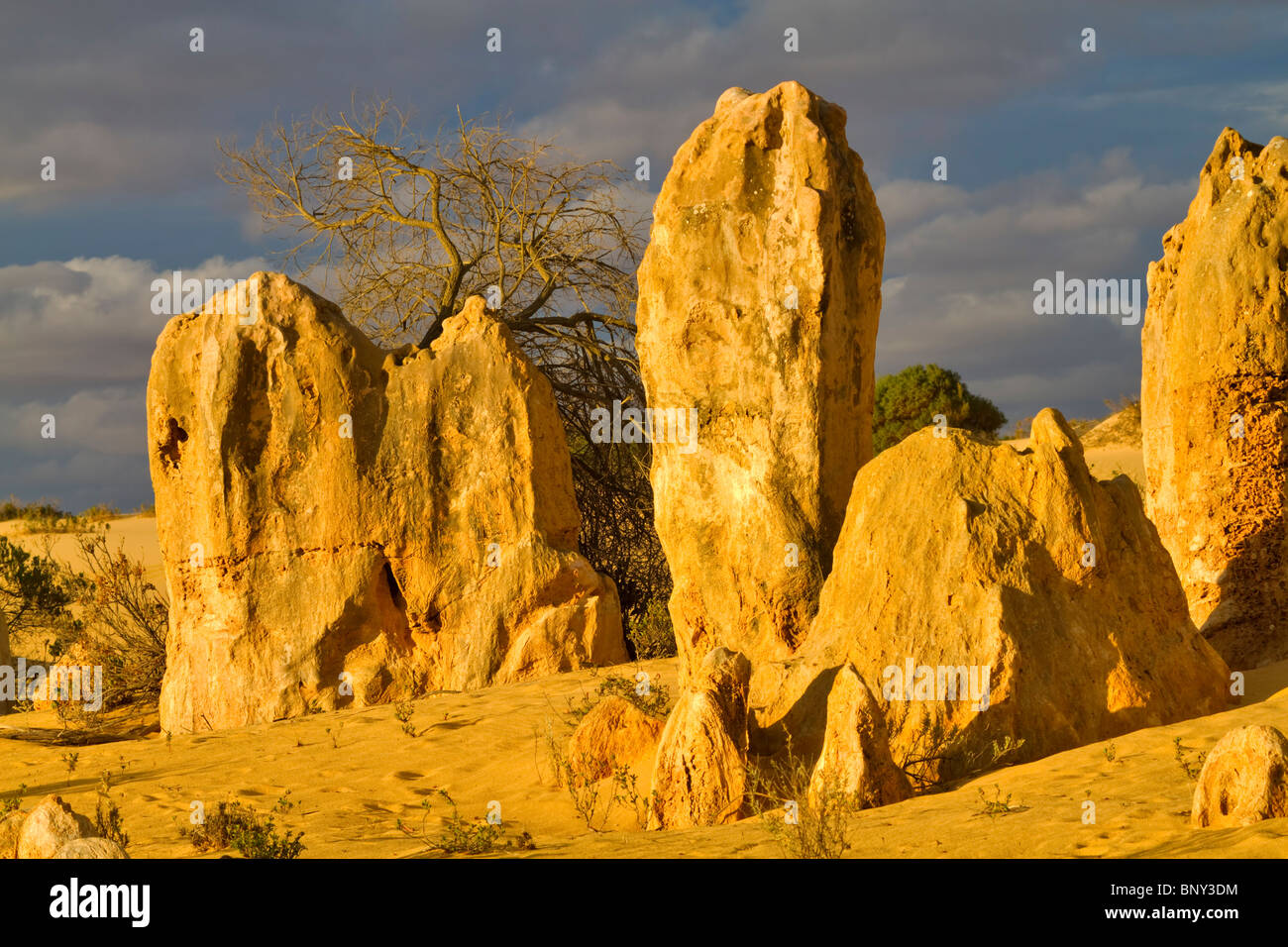 Les Pinnacles, le Parc National de Nambung, dans l'ouest de l'Australie. D'étranges formations géologiques de calcaire dans un désert éolien. Banque D'Images