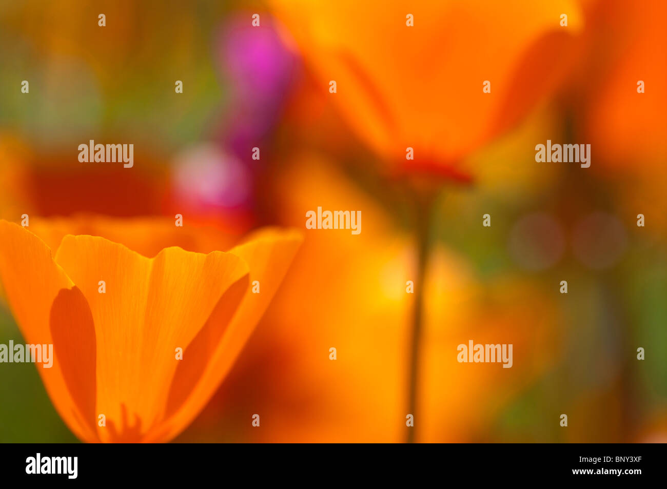 Coquelicots de Californie bloom dans l'heure d'été Banque D'Images