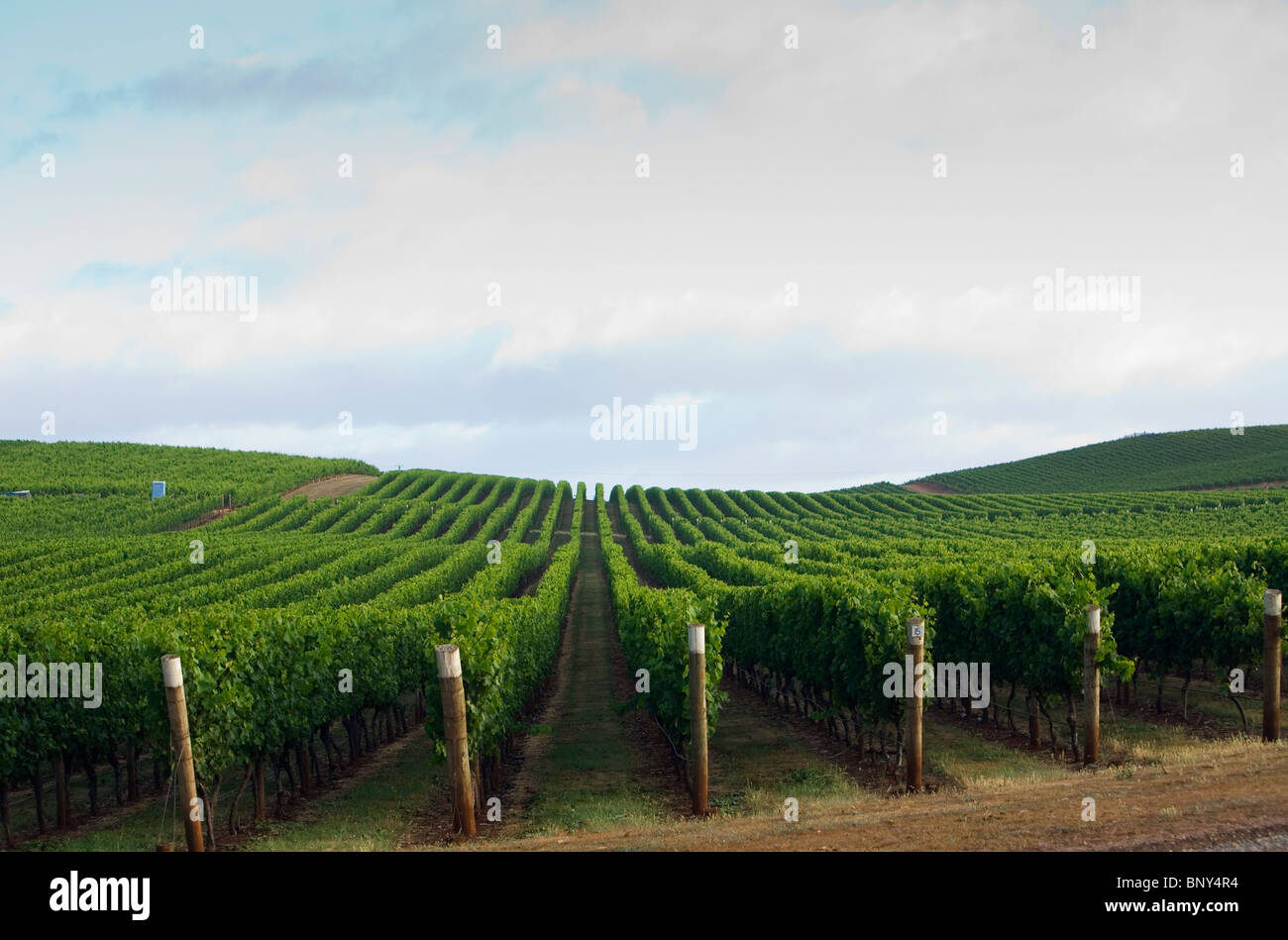Vignoble dans la région de la rivière Pipers de renommée mondiale, dans le nord-est de la Tasmanie. Pipers River, Tasmanie, Australie Banque D'Images