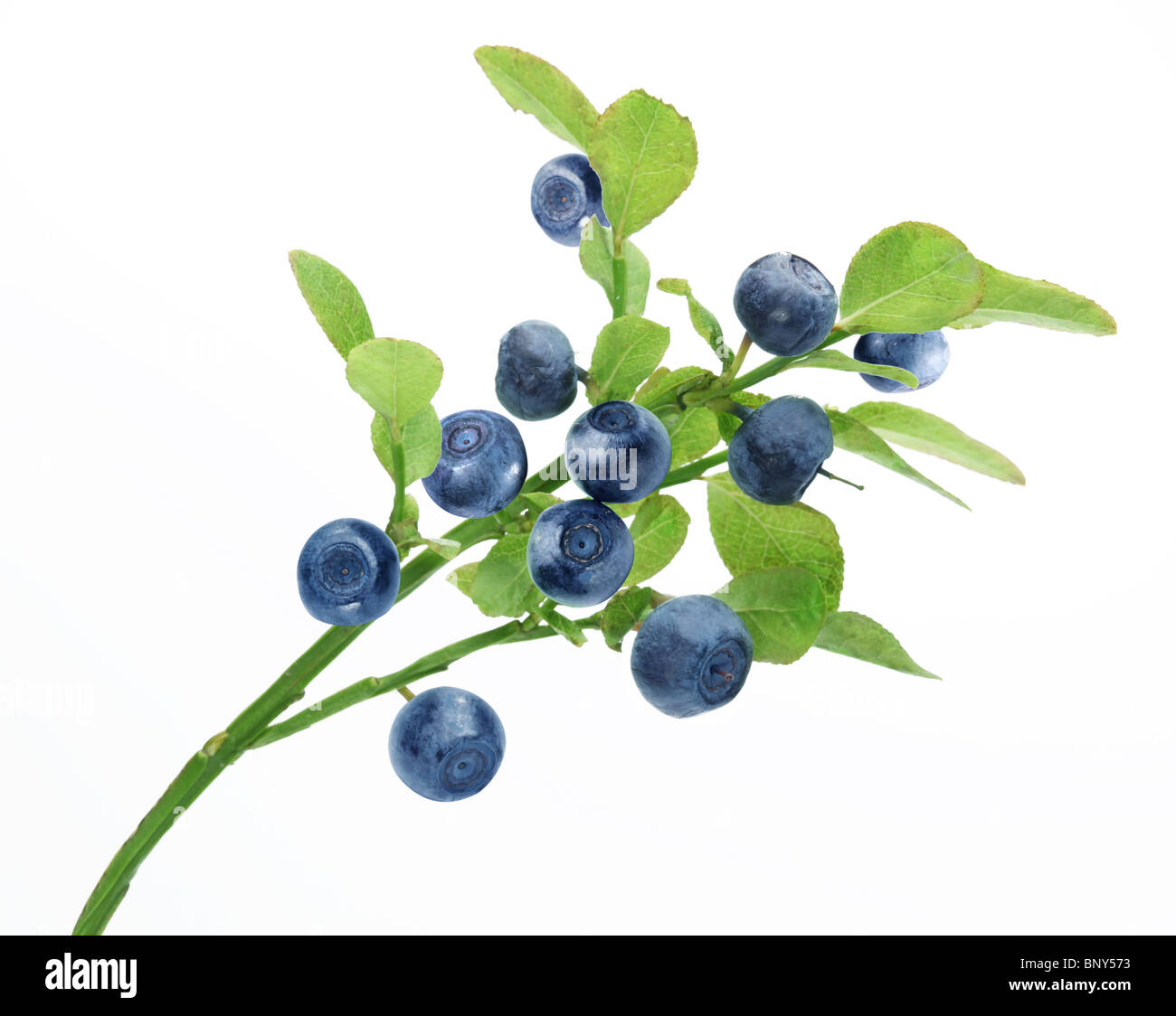 Les bleuets mûrs sur la branche sur blanc. Banque D'Images