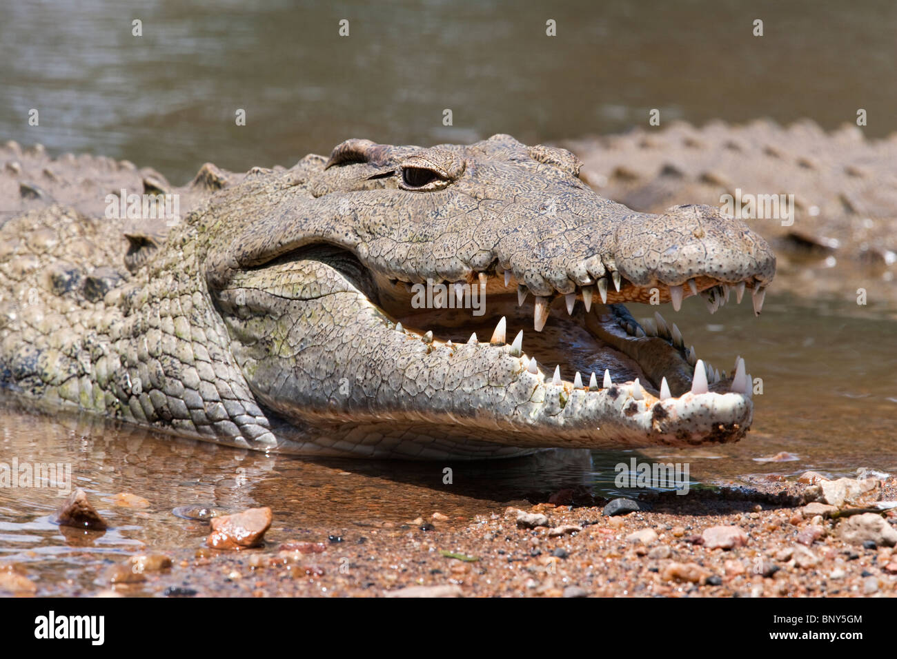 Crocodile du Nil, Crocodylus niloticus, mâchoires agape, Kruger National Park, Afrique du Sud Banque D'Images