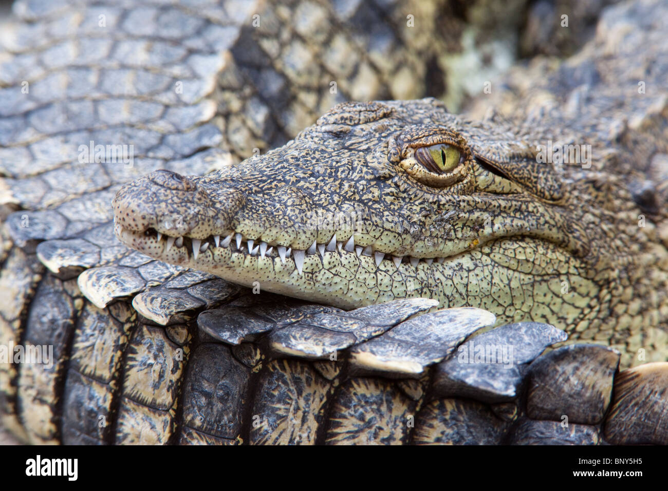 Crocodile du Nil, Crocodylus niloticus, close-up, Crocodile Centre, St Lucia, KwaZulu Natal, Afrique du Sud Banque D'Images