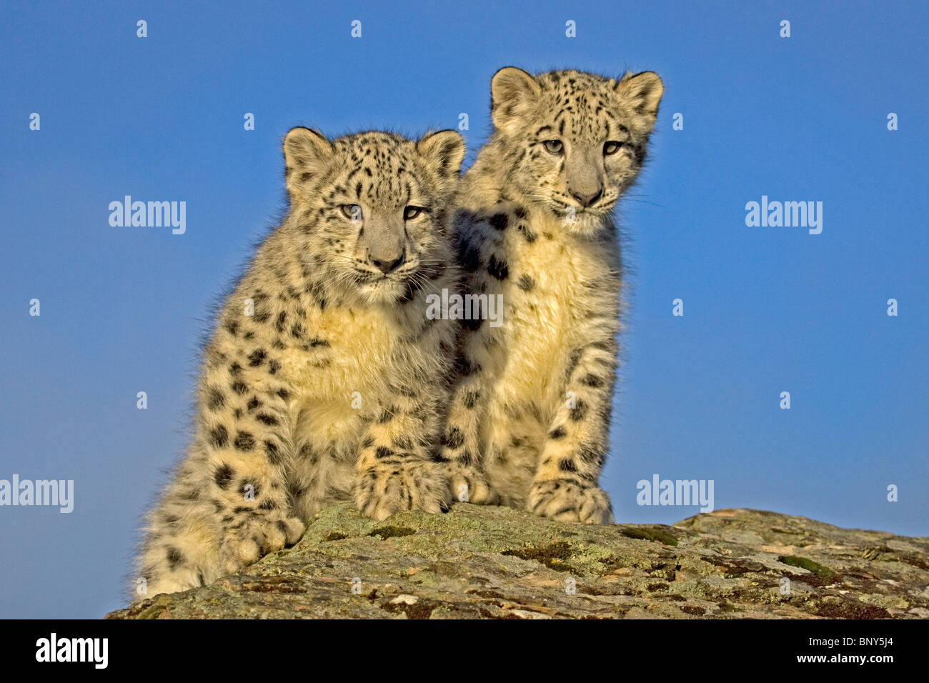 Deux espèces de snow leopard d'oursons (frères et sœurs) sur un rocher, contre un ciel bleu. Banque D'Images