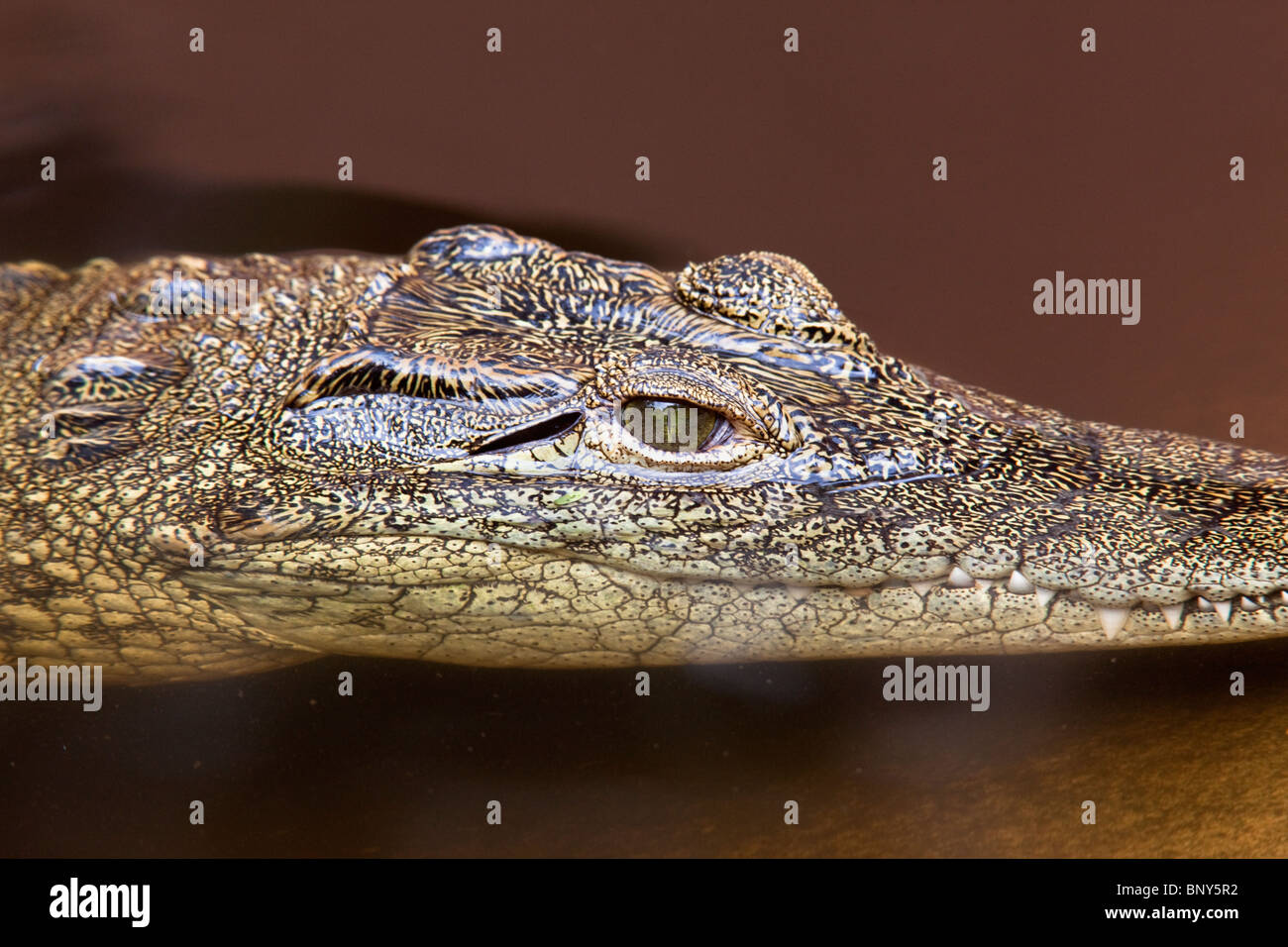 Crocodile du Nil, Crocodylus niloticus, close-up, Crocodile Centre, St Lucia, KwaZulu Natal, Afrique du Sud Banque D'Images