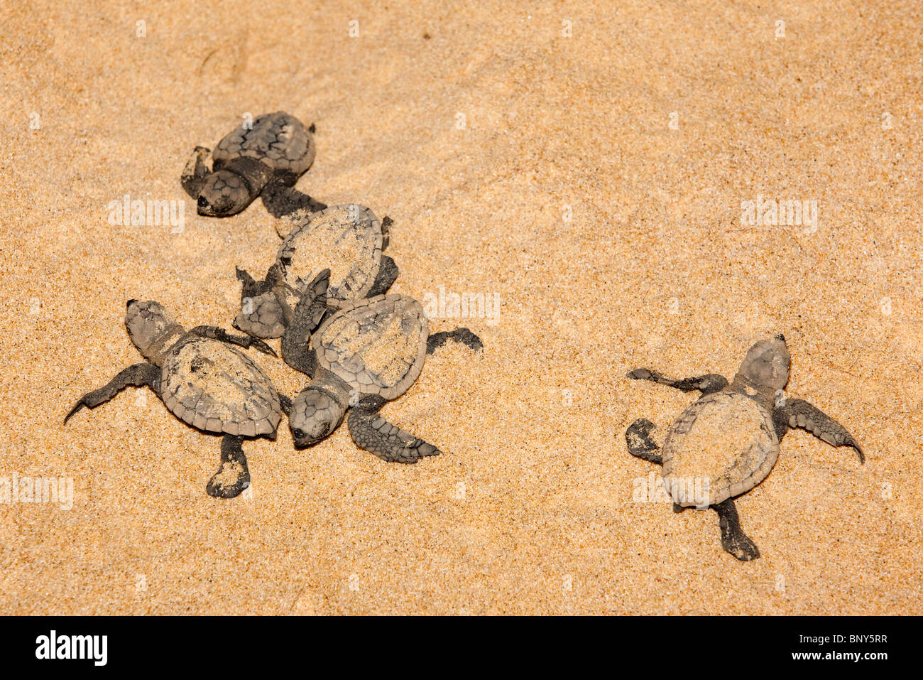 Les petites tortues caouanne, Caretta caretta, récemment émergé de nid, Banga Nek, Kwazulu Natal, Afrique du Sud Banque D'Images
